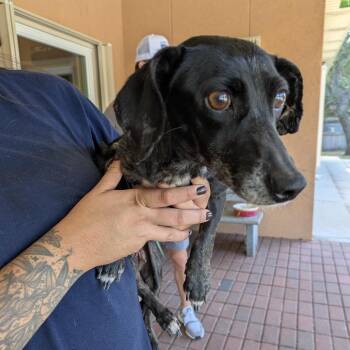 Major Margaret "Hot Lips" Houlihan -  Dachshund Dog for Adoption in Fulton, Texas - Major Margaret "Hot Lips" Houlihan | PetCurious