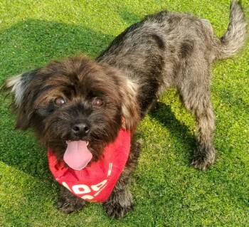 Rescue Poodle Dogs for Adoption in Toronto, Ontario - Piper | PetCurious