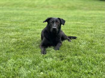 Moxie -  Black Labrador Retriever and Husky Dog for Adoption in Ossining, New York - Moxie | PetCurious