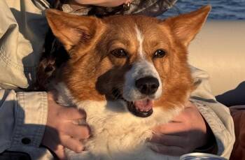 Pembroke Welsh Corgi Dogs Available for Adoption in Anoka, Minnesota - Lizzie-I26017 | PetCurious