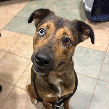 Mixed Breed Dogs Available for Adoption in Chattanooga, Tennessee - Stellaluna | PetCurious