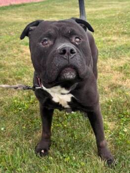 Rocky -  Pit Bull Terrier Dog for Adoption in Maryville, Missouri - Rocky | PetCurious