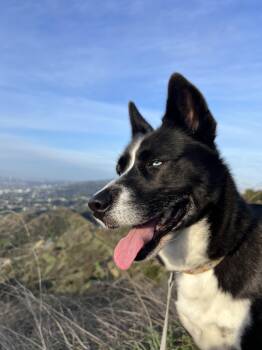 Panda -  Siberian Husky and Border Collie Dog for Adoption in Los Angeles, California - Panda | PetCurious