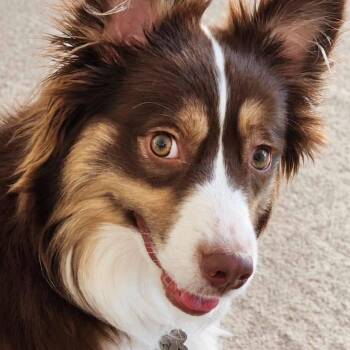 Tory -  Australian Shepherd Dog for Adoption in Effingham, Illinois - Tory | PetCurious