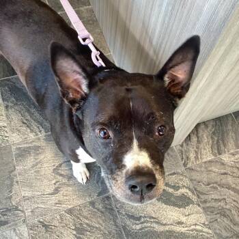 Nova -  Boxer and Terrier Dog for Adoption in Tampa, Florida - Nova | PetCurious