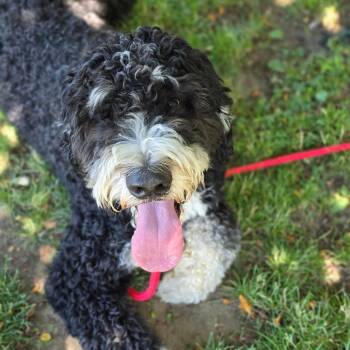 Jax -  Bernese Mountain Dog and Standard Poodle Dog Available for Adoption in East Hanover, New Jersey - Jax | PetCurious