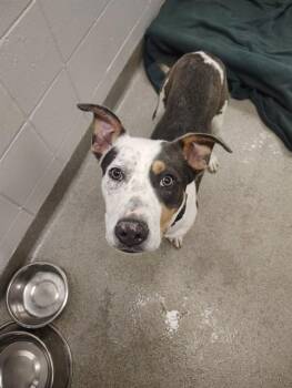 Labrador Retriever and Mixed Breed Dogs Available for Adoption in Omaha, Nebraska - SAMWISE | PetCurious