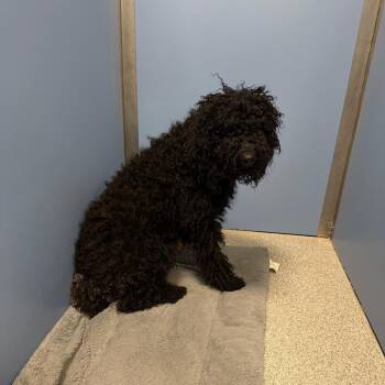 Poodle Dogs Available for Adoption in Englewood, Florida - Jasmine | PetCurious