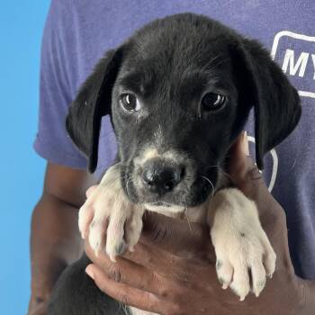 Rescue Labrador Retriever and Border Collie Dogs for Adoption in Brookshire, Texas - Cricket - Local Dec 19-21 | PetCurious