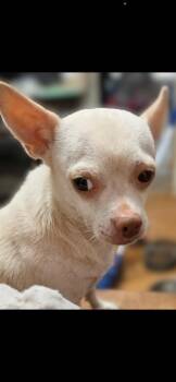 Noel (Mama) -  Chihuahua Dog for Adoption in Brewster, New York - Noel (Mama) | PetCurious