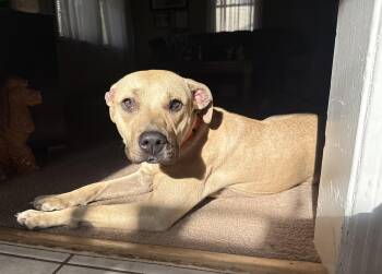 Rescue Pit Bull Terrier and Mixed Breed Dogs for Adoption in Lyndhurst, Ohio - Sage | PetCurious