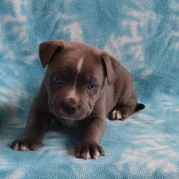 Peter -  Australian Cattle Dog Blue Heeler and Mixed Breed Dog for Adoption in Eureka, California - Peter | PetCurious