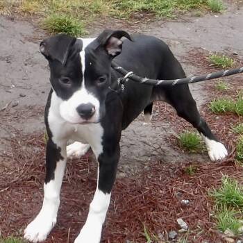 Mixed Breed Dogs Available for Adoption in Gloucester, Virginia - Guppy | PetCurious