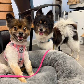 Izzy&Jazzy -  Pomeranian and Mixed Breed Dog for Adoption in Portage, Michigan - Izzy&Jazzy | PetCurious