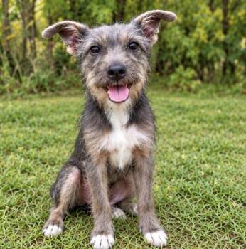 Doodlebug -  Miniature Schnauzer Dog for Adoption in Foley, Alabama - Doodlebug | PetCurious