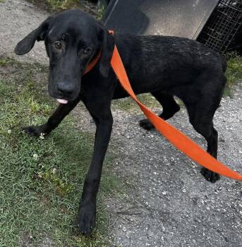 Carmella -  Mixed Breed Dog Available for Adoption in North Myrtle Beach, South Carolina - Carmella | PetCurious