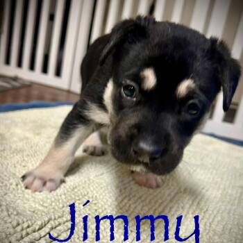 Jimmy -  German Shepherd Dog Dog for Adoption in Brentwood, Tennessee - Jimmy | PetCurious