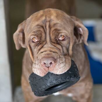 Rescue Neapolitan Mastiff Dogs for Adoption in Peyton, Colorado - Roxie (AG25-115) | PetCurious