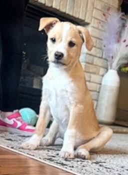 Chihuahua and Cairn Terrier Dogs Available for Adoption - **ECHO** | PetCurious