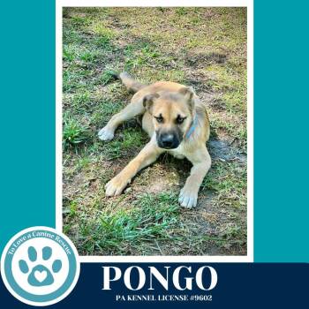 Shepherd Dogs Available for Adoption in Kimberton, Pennsylvania - Pongo 042526 | PetCurious