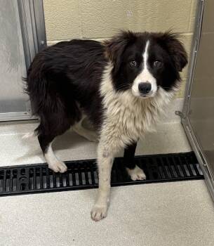 Lenny -  Border Collie Dog for Adoption in Ashland, Ohio - Lenny | PetCurious