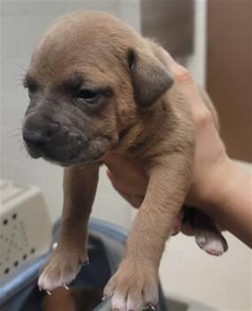 Lucky -  Black Mouth Cur and Staffordshire Bull Terrier Dog for Adoption in Columbia, Illinois - Lucky | PetCurious