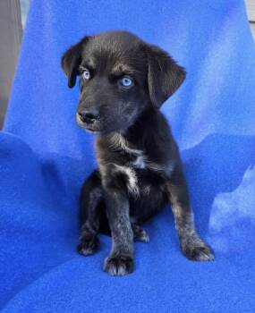 Panther -  Australian Shepherd Dog for Adoption in Orland Park, Illinois - Panther | PetCurious