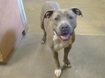 Pit Bull Terrier and Mixed Breed Dogs Available for Adoption in Sacramento, California - BANGLE | PetCurious