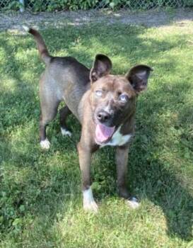 BRYN -  Siberian Husky and Pit Bull Terrier Dog for Adoption - BRYN | PetCurious