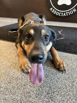 Rescue German Shepherd Dog Dogs for Adoption in Hamilton, Montana - Hansel | PetCurious
