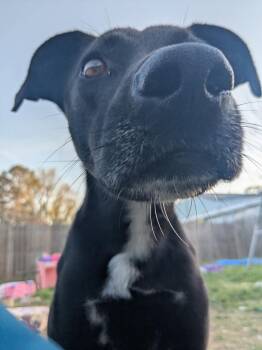 Axel -  Mixed Breed Dog for Adoption in Northwood, New Hampshire - Axel | PetCurious
