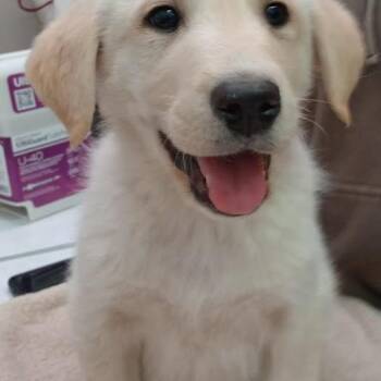 Blondie -  Collie and Newfoundland Dog Dog for Adoption in Grand Rapids, Minnesota - Blondie | PetCurious