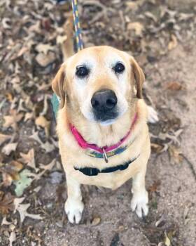 Rescue Labrador Retriever Dogs for Adoption in New York, New York - Fleece Blanket | PetCurious