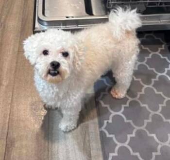 Snowy -  Shih Poo Dog for Adoption in Phoenix, Arizona - Snowy | PetCurious
