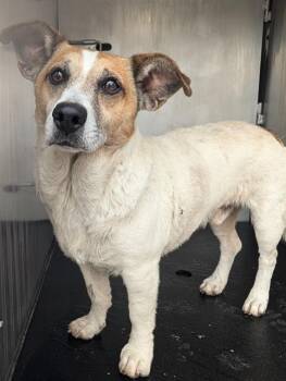 Parson Russell Terrier Dogs Available for Adoption in San Antonio, Texas - HITCHCOCK | PetCurious