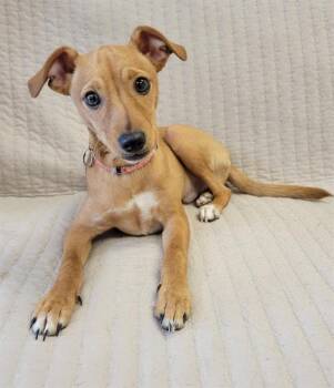 Chihuahua and Mixed Breed Dogs Available for Adoption in Fort Wayne, Indiana - PICCOLO | PetCurious