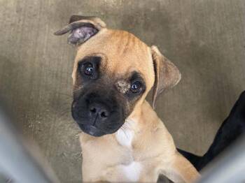 HALLS -  Pug and Mixed Breed Dog for Adoption in Tustin, California - HALLS | PetCurious