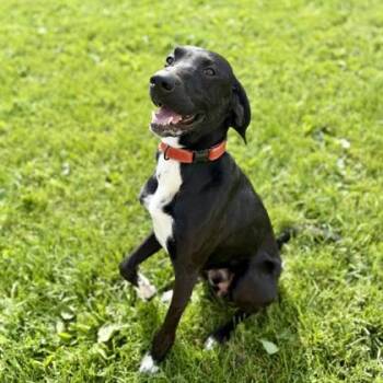 Elvis -  Mixed Breed Dog for Adoption in Dubuque, Iowa - Elvis | PetCurious