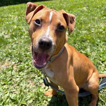 Russet -  Terrier Dog Available for Adoption in Syracuse, New York - Russet | PetCurious