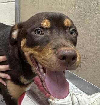 Rescue Pit Bull Terrier Dogs for Adoption in Potsdam, New York - George | PetCurious