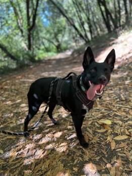 Australian Kelpie Dogs Available for Adoption - Bailey | PetCurious