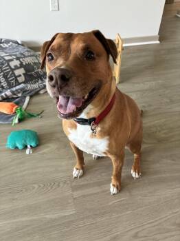 Penni -  American Bulldog Dog for Adoption in St. Petersburg, Florida - Penni | PetCurious
