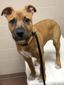Rescue Mixed Breed Dogs for Adoption in New Albany, Indiana - Ralph | PetCurious