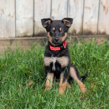 Lucy -  German Shepherd Dog Dog for Adoption in Brantford, Ontario - Lucy | PetCurious