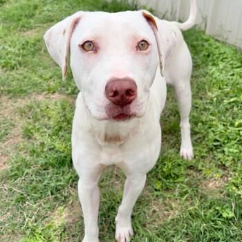 American Staffordshire Terrier Dogs Available for Adoption in Kerrville, Texas - Topanga KCAC# 244.26 | PetCurious