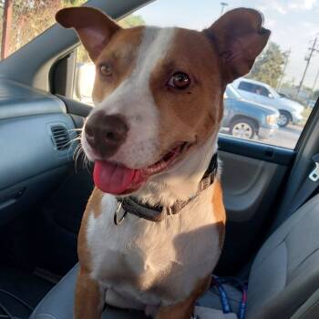 Coby -  American Staffordshire Terrier Dog for Adoption in Magnolia, Texas - Coby | PetCurious
