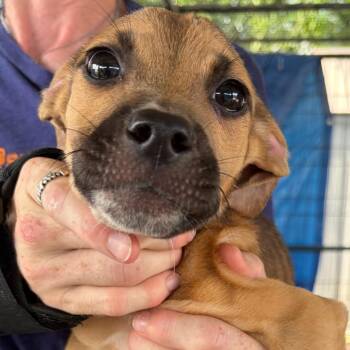 Mixed Breed Dogs Available for Adoption in Lake Jackson, Texas - Valerie | PetCurious