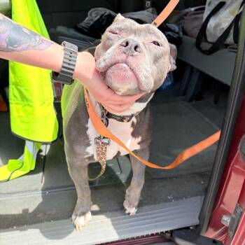 Mixed Breed Dogs Available for Adoption in Philadelphia, Pennsylvania - Mya | PetCurious