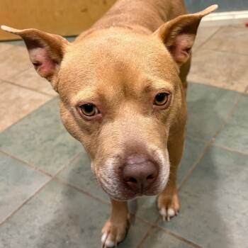 Rescue Mixed Breed Dogs for Adoption in Chattanooga, Tennessee - Honey | PetCurious