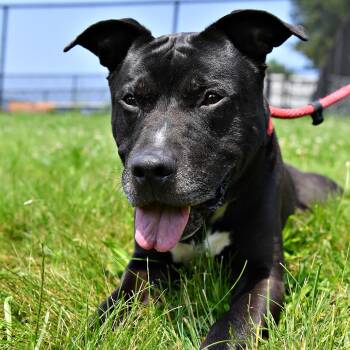 Rescue Pit Bull Terrier Dogs for Adoption in York, Pennsylvania - Huncho | PetCurious